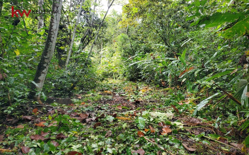 162 acres, 65 hectares. Large farm. Ocean view, Land for sale, Real estate for sale, Properties for sale, Bienes raices, Teak Farm, Keller Williams, Waterfall, Surf property, Pavones Point, Pilon main point, Salea, 