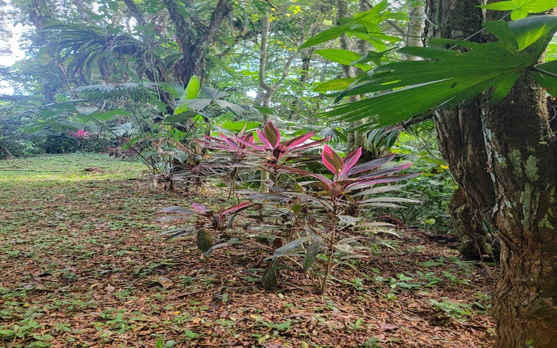 Land for sale, 38 hectares, 95 acres, Cuervito, Pavones, Mountain land, Beach properties, Costa Rica, real estate for sale, Pavones real estate for sale, Lote en venta, 