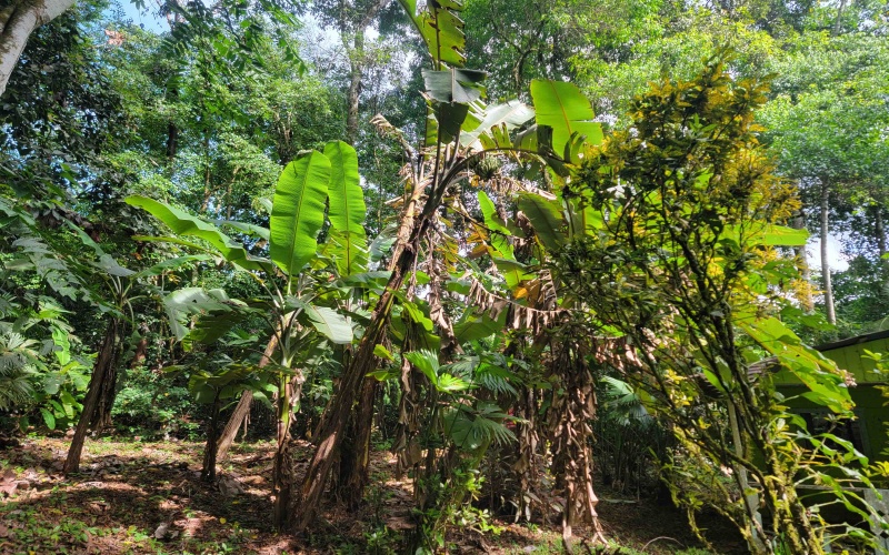 Land for sale, 38 hectares, 95 acres, Cuervito, Pavones, Mountain land, Beach properties, Costa Rica, real estate for sale, Pavones real estate for sale, Lote en venta, 