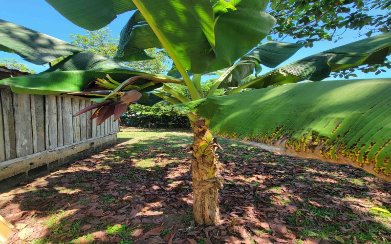 Large house on 1 acre lot, beach house, for sale, Beach front, Pavones, Punta Banco, Rustic house, Bed and breakfast for sale, Costa Rica, Pavones Real estate, 