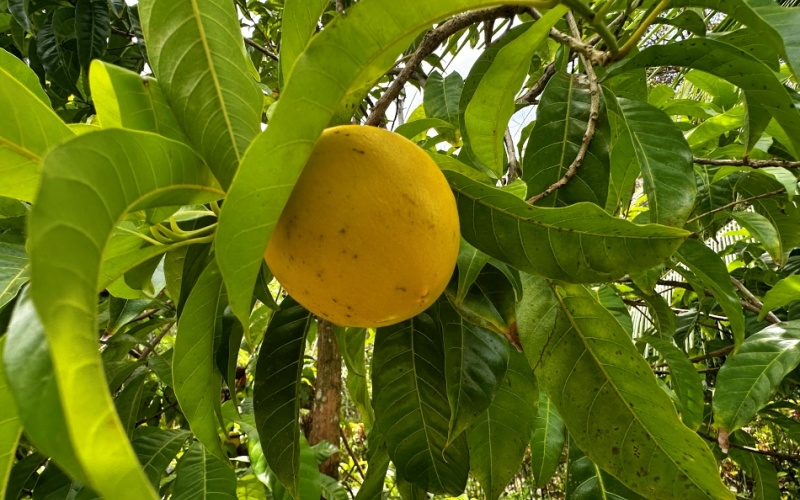 Property for Sale in La Hierba de Pavones - 400 Meters from the Beach - Unique Opportunity: 3 Structures and Fruit Orchard