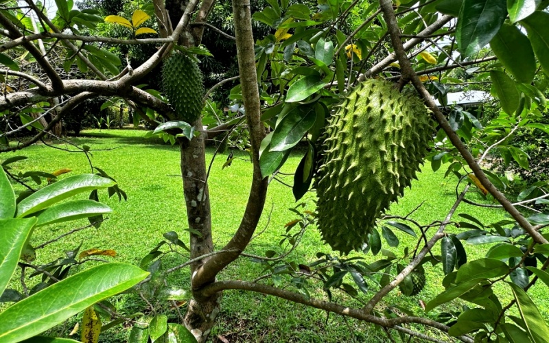 Property for Sale in La Hierba de Pavones - 400 Meters from the Beach - Unique Opportunity: 3 Structures and Fruit Orchard