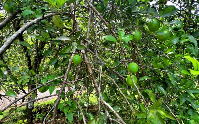 Property for Sale in La Hierba de Pavones - 400 Meters from the Beach - Unique Opportunity: 3 Structures and Fruit Orchard