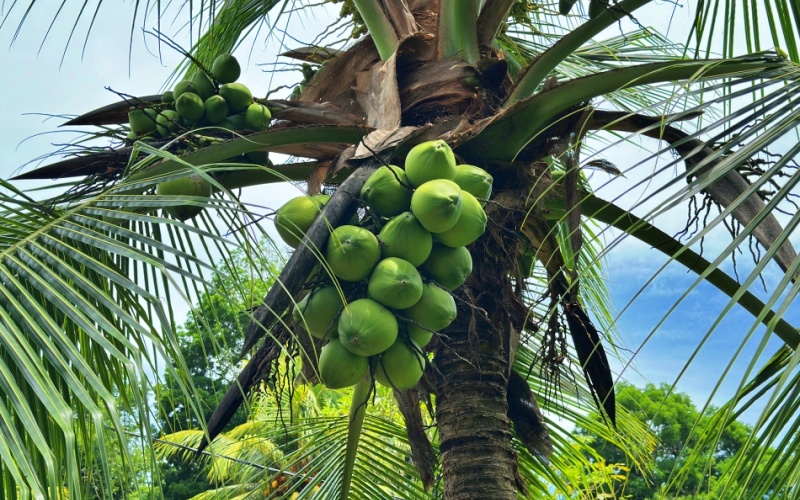 Property for Sale in La Hierba de Pavones - 400 Meters from the Beach - Unique Opportunity: 3 Structures and Fruit Orchard