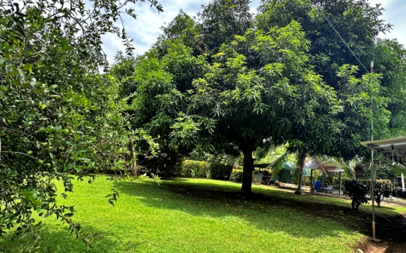 Property for Sale in La Hierba de Pavones - 400 Meters from the Beach - Unique Opportunity: 3 Structures and Fruit Orchard