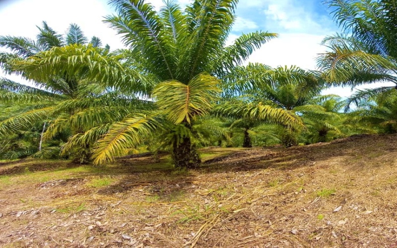 Alturas de Pilón