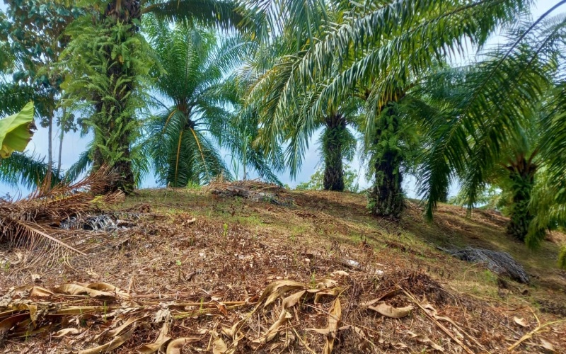 Alturas de Pilón