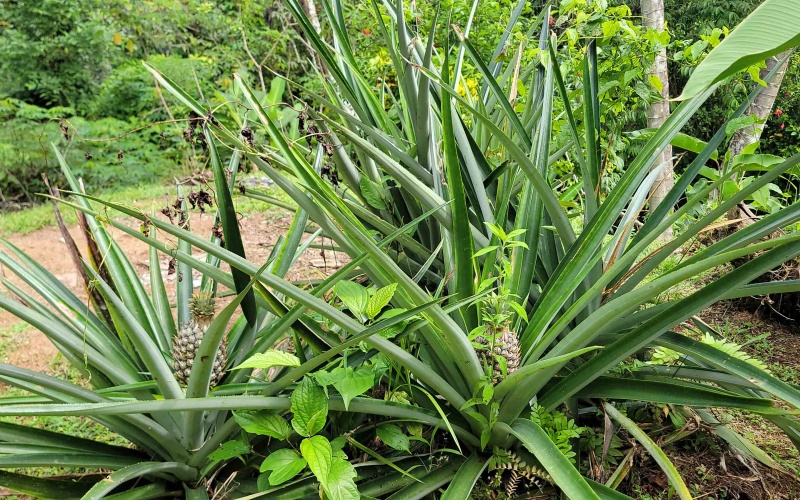 For rent, pavones, costa rica, long term rental, surfing, beaches, vacation