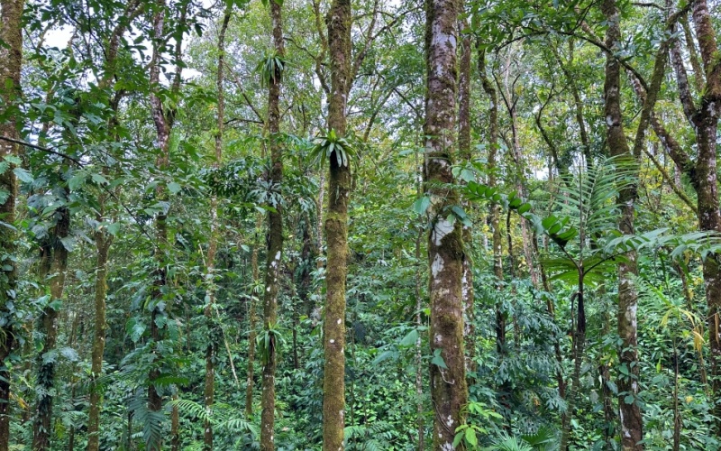 Los Tres Cerros  is Located in the highlands of Cuervito de Pavones