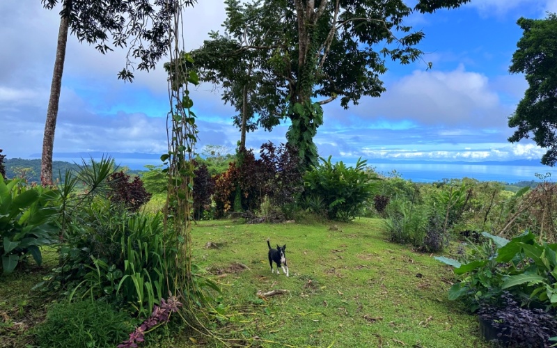 Finca Paraíso del Golfo  A Unique Opportunity in the Heart of Nature