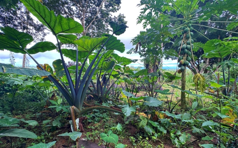 Finca Paraíso del Golfo  A Unique Opportunity in the Heart of Nature