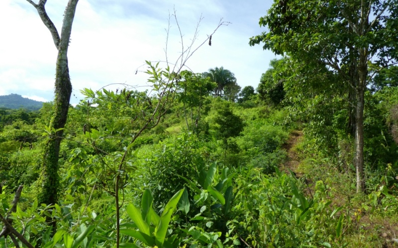 La Cima del Paraíso, Privacy, Nature, and Stunning Views Located in the exclusive and tranquil upper part of Cuervito de Pavones,