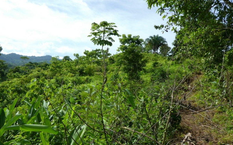 La Cima del Paraíso, Privacy, Nature, and Stunning Views Located in the exclusive and tranquil upper part of Cuervito de Pavones,