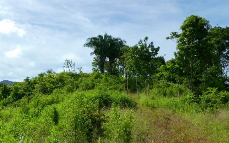 La Cima del Paraíso, Privacy, Nature, and Stunning Views Located in the exclusive and tranquil upper part of Cuervito de Pavones,