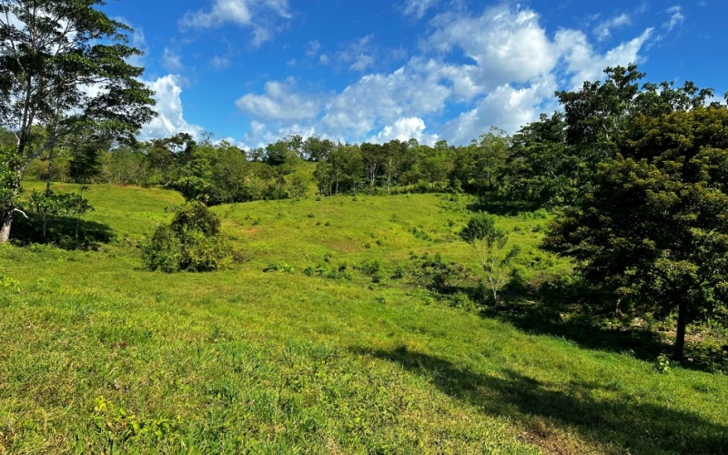 Green Pastures Paradise has a size of 3,595 m