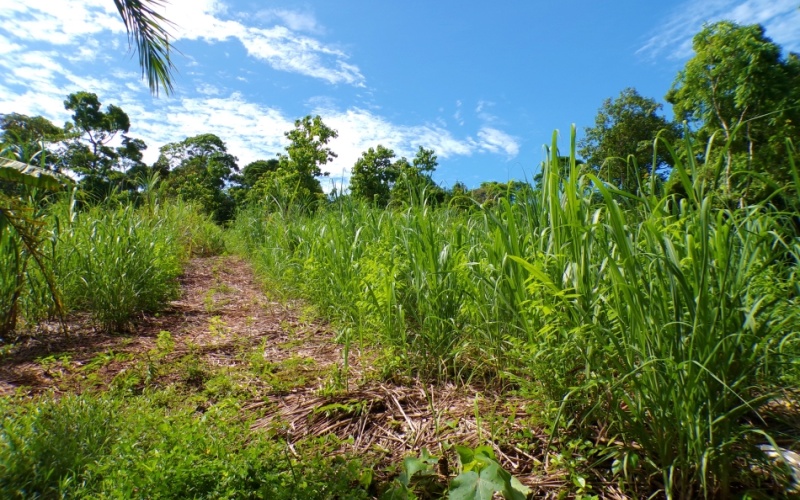 Campos Del Tropico Estate, This spectacular 224,692 m² property, located in La Virgen, is a natural treasure