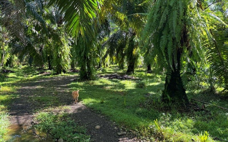 Finca for Sale in la Virgen - Entire Property or Individual Lots Available, Various Ocean and mountain views