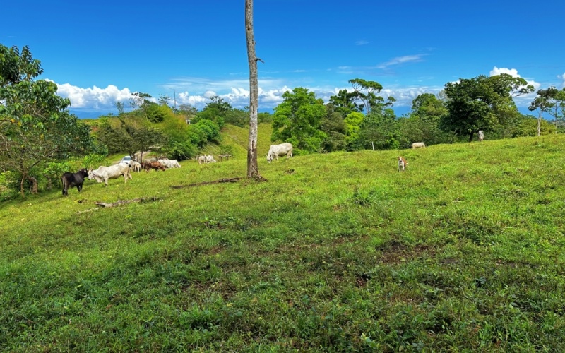 Blue Breezes Lot, This 7,638 m² lot, located in Cuervito de Pavones, offers direct access from a public road and boasts breathtaking ocean and mountain views