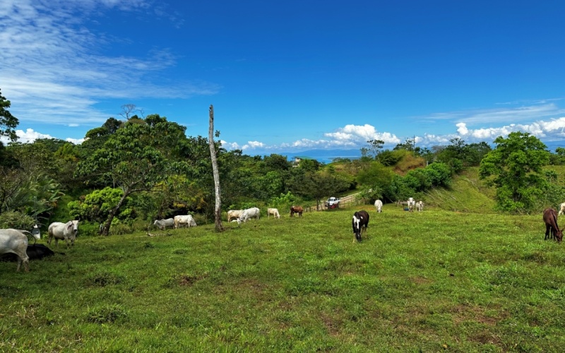 Blue Breezes Lot, This 7,638 m² lot, located in Cuervito de Pavones, offers direct access from a public road and boasts breathtaking ocean and mountain views