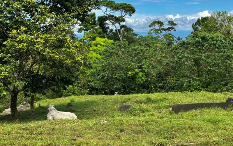 Monte Claro Lot, This 7,921 m² lot is strategically located in Cuervito de Pavones, with direct access from a public road and surrounded by friendly neighbors in a safe community.