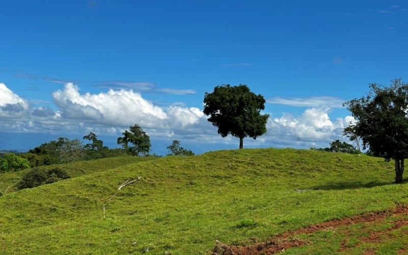 Pacific Sky Lot with an area of 12,386 m² Located just 12 minutes from Playa Pilón, this lot is close to some of the best surf spots in the area, such as Saleas Point and Left Overs, and only 23 minutes from the famous Pavones wave