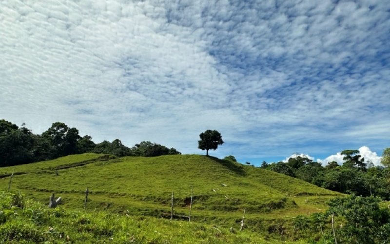 Pacific Sky Lot with an area of 12,386 m² Located just 12 minutes from Playa Pilón, this lot is close to some of the best surf spots in the area, such as Saleas Point and Left Overs, and only 23 minutes from the famous Pavones wave