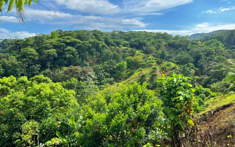 Natural Sanctuary in Guaycará of Golfito, Discover a Natural Paradise  with 41.16 acres of lush nature, agricultural production, and unlimited opportunities 