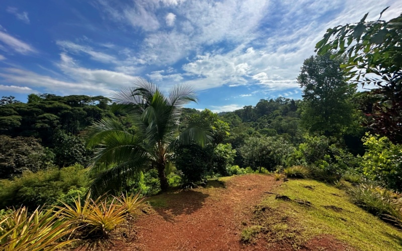 Natural Sanctuary in Guaycará of Golfito, Discover a Natural Paradise  with 41.16 acres of lush nature, agricultural production, and unlimited opportunities 