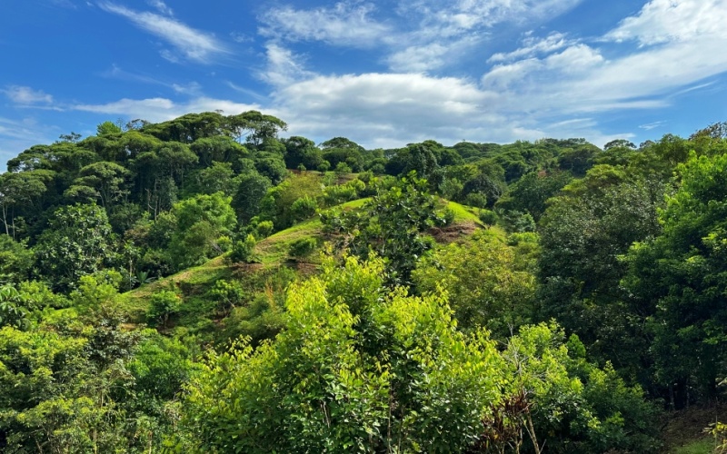 Natural Sanctuary in Guaycará of Golfito, Discover a Natural Paradise  with 41.16 acres of lush nature, agricultural production, and unlimited opportunities 