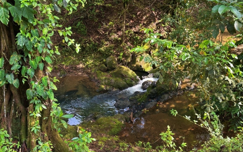 Natural Sanctuary in Guaycará of Golfito, Discover a Natural Paradise  with 41.16 acres of lush nature, agricultural production, and unlimited opportunities 