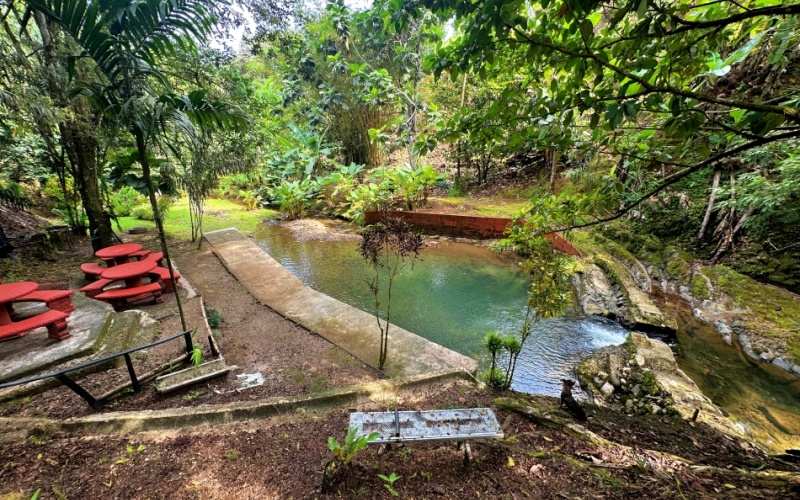 Natural Sanctuary in Guaycará of Golfito, Discover a Natural Paradise  with 41.16 acres of lush nature, agricultural production, and unlimited opportunities 