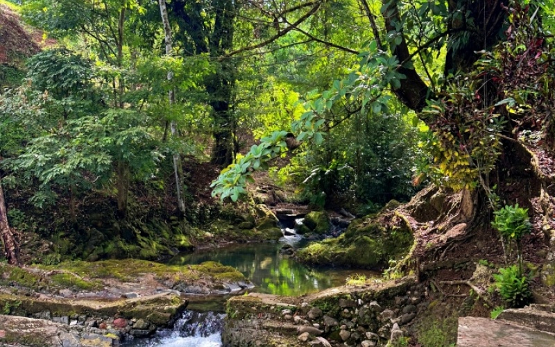 Natural Sanctuary in Guaycará of Golfito, Discover a Natural Paradise  with 41.16 acres of lush nature, agricultural production, and unlimited opportunities 