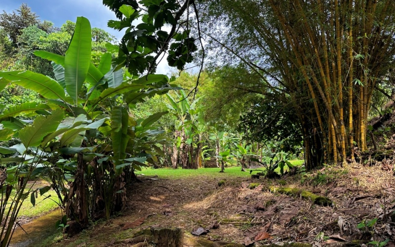 Natural Sanctuary in Guaycará of Golfito, Discover a Natural Paradise  with 41.16 acres of lush nature, agricultural production, and unlimited opportunities 