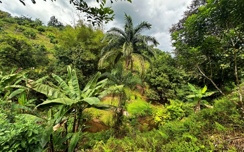 Natural Sanctuary in Guaycará of Golfito, Discover a Natural Paradise  with 41.16 acres of lush nature, agricultural production, and unlimited opportunities 