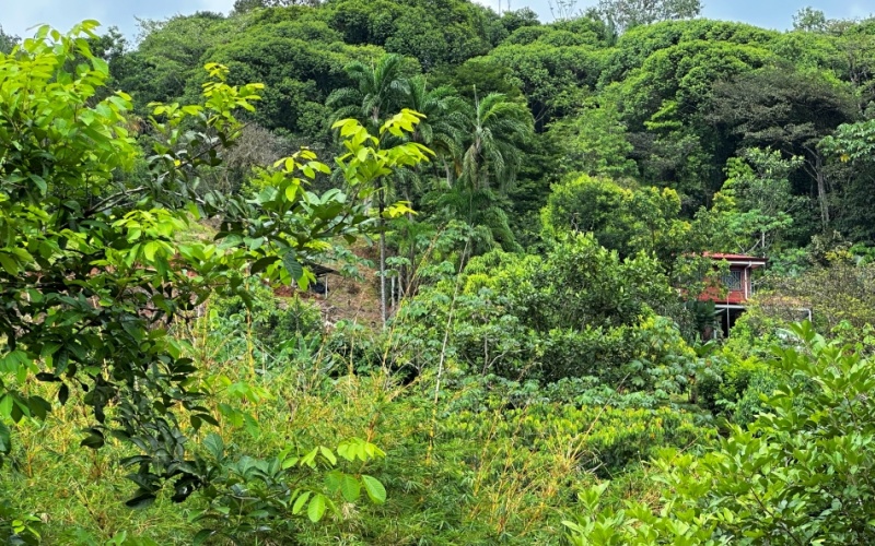 Natural Sanctuary in Guaycará of Golfito, Discover a Natural Paradise  with 41.16 acres of lush nature, agricultural production, and unlimited opportunities 