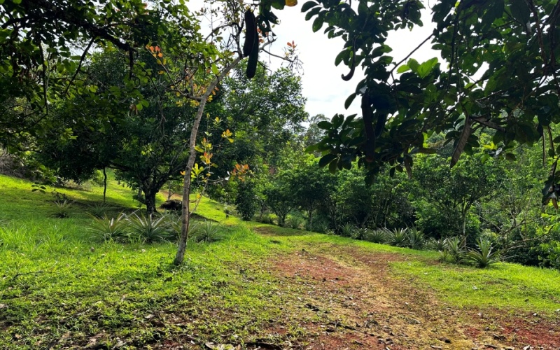 Natural Sanctuary in Guaycará of Golfito, Discover a Natural Paradise  with 41.16 acres of lush nature, agricultural production, and unlimited opportunities 