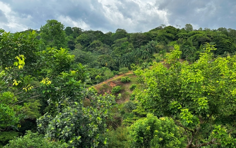 Natural Sanctuary in Guaycará of Golfito, Discover a Natural Paradise  with 41.16 acres of lush nature, agricultural production, and unlimited opportunities 