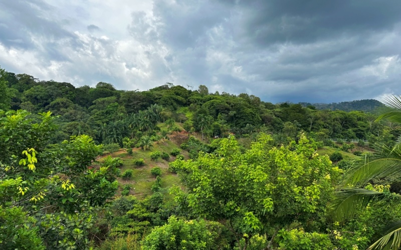 Natural Sanctuary in Guaycará of Golfito, Discover a Natural Paradise  with 41.16 acres of lush nature, agricultural production, and unlimited opportunities 