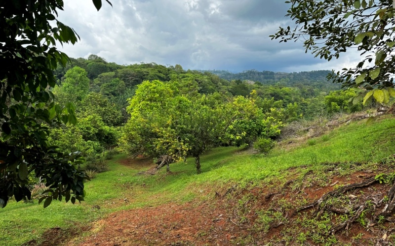 Natural Sanctuary in Guaycará of Golfito, Discover a Natural Paradise  with 41.16 acres of lush nature, agricultural production, and unlimited opportunities 