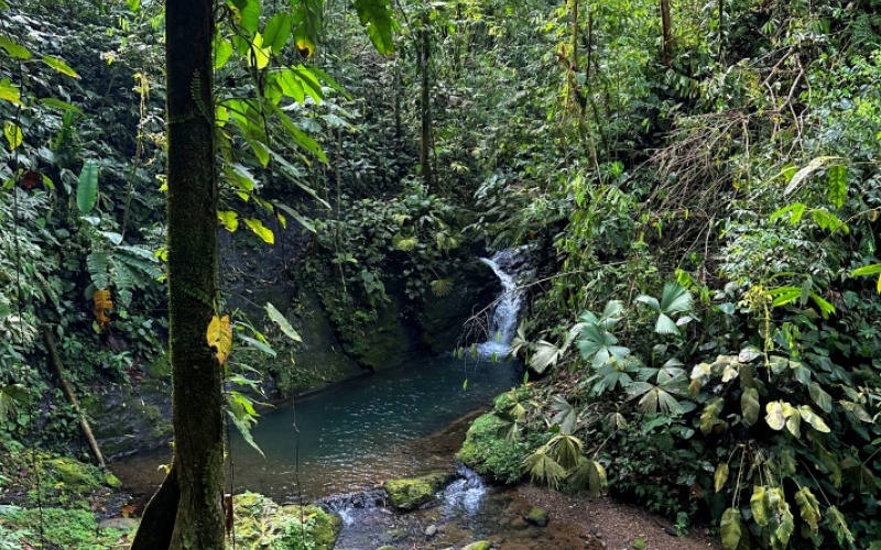 Natural Sanctuary in Guaycará of Golfito, Discover a Natural Paradise  with 41.16 acres of lush nature, agricultural production, and unlimited opportunities 