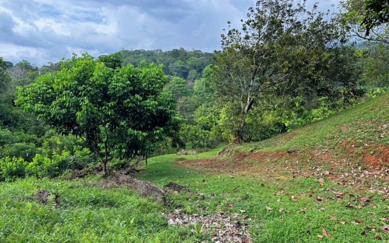 Natural Sanctuary in Guaycará of Golfito, Discover a Natural Paradise  with 41.16 acres of lush nature, agricultural production, and unlimited opportunities 