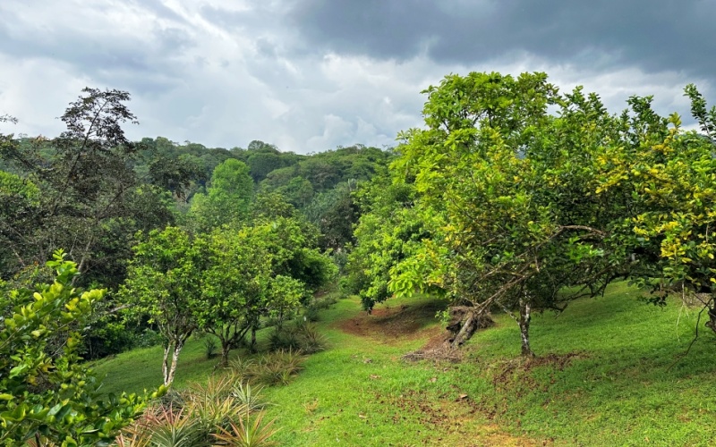 Natural Sanctuary in Guaycará of Golfito, Discover a Natural Paradise  with 41.16 acres of lush nature, agricultural production, and unlimited opportunities 