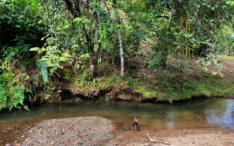 Natural Sanctuary in Guaycará of Golfito, Discover a Natural Paradise  with 41.16 acres of lush nature, agricultural production, and unlimited opportunities 