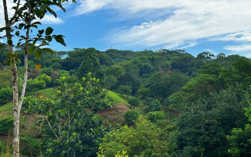 Natural Sanctuary in Guaycará of Golfito, Discover a Natural Paradise  with 41.16 acres of lush nature, agricultural production, and unlimited opportunities 