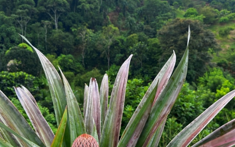 Natural Sanctuary in Guaycará of Golfito, Discover a Natural Paradise  with 41.16 acres of lush nature, agricultural production, and unlimited opportunities 