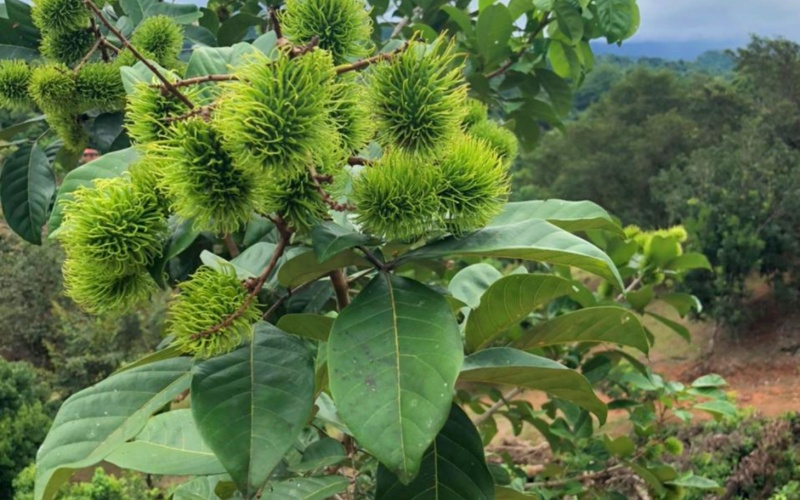 Natural Sanctuary in Guaycará of Golfito, Discover a Natural Paradise  with 41.16 acres of lush nature, agricultural production, and unlimited opportunities 