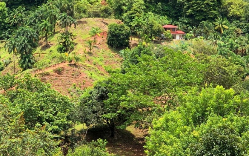 Natural Sanctuary in Guaycará of Golfito, Discover a Natural Paradise  with 41.16 acres of lush nature, agricultural production, and unlimited opportunities 