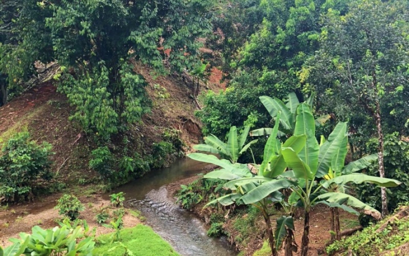 Natural Sanctuary in Guaycará of Golfito, Discover a Natural Paradise  with 41.16 acres of lush nature, agricultural production, and unlimited opportunities 