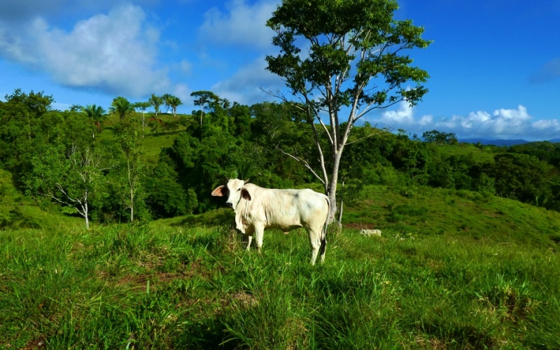 Finca Valle de Cascadas is an exclusive Property located in the heart of the mountains of la Esperanza, this 118,749 m² (29,34 acres) property offers an unparalleled setting