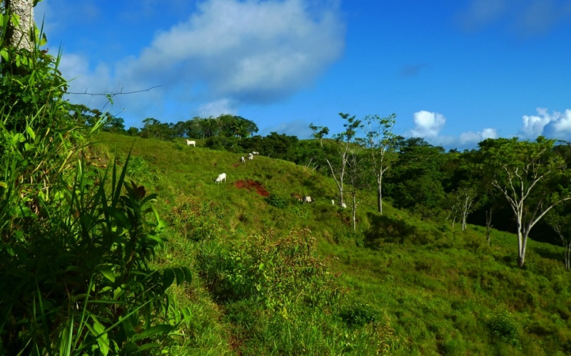 Finca Valle de Cascadas is an exclusive Property located in the heart of the mountains of la Esperanza, this 118,749 m² (29,34 acres) property offers an unparalleled setting